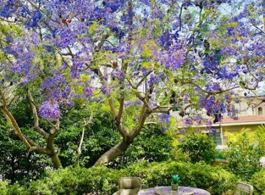 1323 - Jacaranda tree in bloom